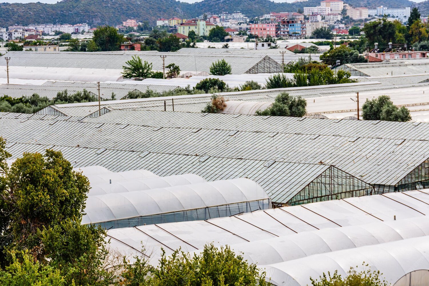 many-greenhouses-town